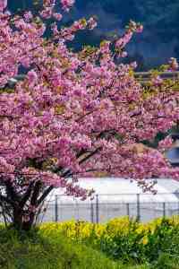 糸島　菜の花×桜